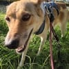 SABIA * die leisen Hunde sind die größten Schätze