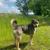 JOANNA -sucht hundeerfahrene Menschen-