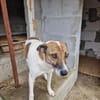 Lucky, hol dir das Glück ins Haus
