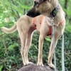 ANELA * fröhliche, unerschrockene Begleiterin