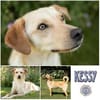 KESSY - bezaubernde Hündin mit Köpfchen & Herz