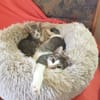 Kitten Vicky, Viviane & Vesna