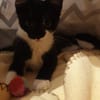 Kitten Vicky, Viviane & Vesna