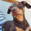 Mexi junger netter Dackelmischling