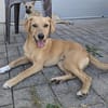 Fiona freundliches Mischlingsmädchen