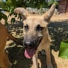 Falko netter junger Mischlingsrüde