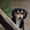 Twingo neugierig und aufgeschlossen