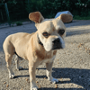 TCHOUKY
