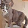 Duchesse (en cours d'adoption)