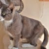 Duchesse (en cours d'adoption)