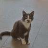 Duchesse (en cours d'adoption)