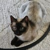 BIMBA