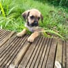 Milo le joyeux petit coquin
