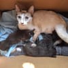 BIANCA chatte style siamoise