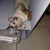 BIANCA chatte style siamoise