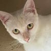ESTHER chatte blanche