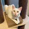 ESTHER chatte blanche