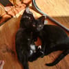 BATMAN chaton noir