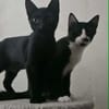 BATMAN chaton noir