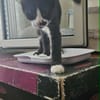 SOCQUETTE  CHATONNE NOIRE ET BLANCHE