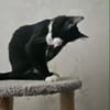 SOCQUETTE  CHATONNE NOIRE ET BLANCHE