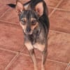 CHICA (Martina)