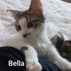 BELLA abandonnée avec ses petits