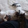 BELLA abandonnée avec ses petits