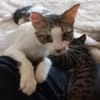 BELLA abandonnée avec ses petits