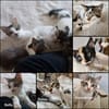 BELLA abandonnée avec ses petits