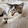 BOHEME  A réserver