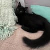 BAGHEERA