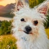 Molly, la super mini