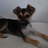 Bisou