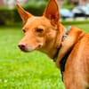 Lola kleine Podena sucht ihr Zuhause für Immer