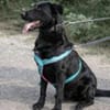 Merlin, großer Traumkerl, ca 7 Jahre