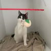 Dorian, fröhlicher Schmusekater, ca. 1 Jahr