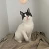 Dorian, fröhlicher Schmusekater, ca. 1 Jahr