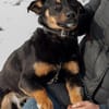 Dobby - Zuhause gesucht