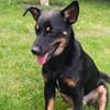 Dobby - Zuhause gesucht