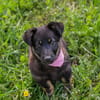 Sophia  auf Pflegestelle in 59557 Lippstadt