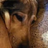 Janeiro sucht vertrauensvolles Zuhause