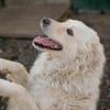 Mischa  super freundlicher und anhänglicher Hund!