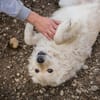 Mischa  super freundlicher und anhänglicher Hund!