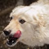 Mischa  super freundlicher und anhänglicher Hund!