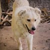Mischa  super freundlicher und anhänglicher Hund!