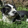 PICUR