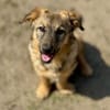 Brösel - verspielter Junghund sucht Zuhause