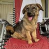 Brösel - verspielter Junghund sucht Zuhause