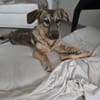 Brösel - verspielter Junghund sucht Zuhause
